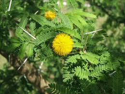 Image result for Acacia exuvialis