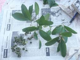 Image result for Tetracera boiviniana