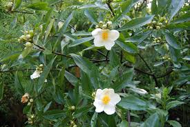 Image result for Berlinia grandiflora