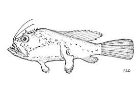 Image result for Sladeniaceae