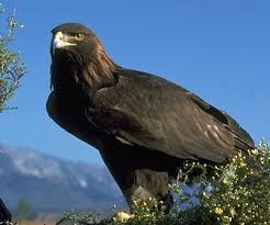 Bald eagle flying above the clou. Birds Of Prey Mount Rainier National Park U S National Park Service