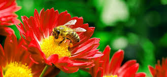 Our staff beekeeper will be on site to explain about the bees, their hive, and answer any beekeeping questions. Bee Pollinating Red Flower In The Sun Bee Bee Population Red Flowers