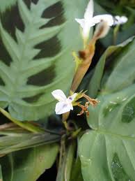 The prayer plant has variegated ovate leaves with entire margins that fold at night to resemble praying hands. Maranta Leuconeura Prayer Plant A Fascinating Green World