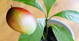 The seed should sprout within a few weeks. How To Grow Mango From Seed Easy Method Empress Of Dirt