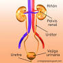 Qué significa lito en medicina de urologiapepauguet.com