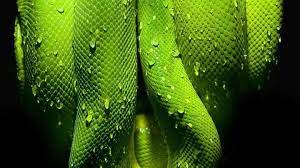 There S Officially A Snake Named After Salazar Slytherin Now Read More Technology News Here Https Digitaltechnologynews Com Slytherin Snake Names Snake