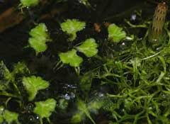 Image result for Lemna trisulca