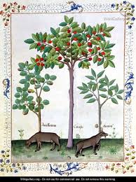 Poison Hazelnut Bush And Cherry Tree Illustrations From The Book Of Simple Medicines By Mattheaus Platearius Circa 147 Tree Illustration Art Medieval Art