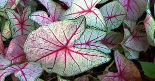 Discover how to grow caladiums as house plants. Your Complete Guide To Planting And Growing Caladium Bulbs