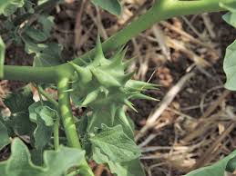 Image result for Datura ferox