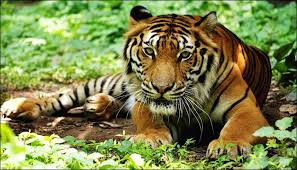 Nepal's tiger population has increased to 429, according to the latest  National Tiger Survey released on World Tiger Day. The country had 355  tigers in the previous survey conducted in 2022, meaning