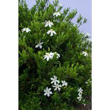 Image result for Gardenia subacaulis