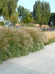 Miscanthus Sinensis Yakushima Dwarf Zwerg Chinaschilf Chinaschilf Kubelpflanzen Pflanzen