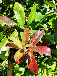 Image result for Combretum kraussii