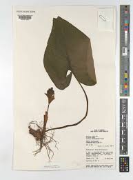 Image result for Cyanastrum johnstonii