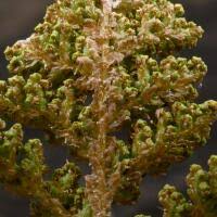 Image result for Anemiaceae