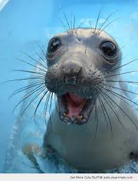 Animals Gallery Blog Archive Hi Der Animals Cute Animals Happy Animals