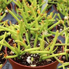 Image result for Rhipsalis