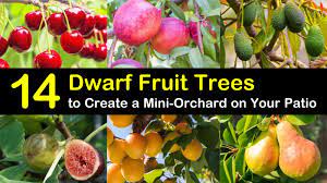 7 perfect patio fruit trees for small es. 14 Dwarf Fruit Trees To Create A Mini Orchard On Your Patio