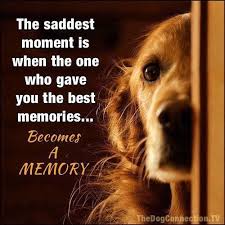Beverleyshiller Dog Quotes Dog Quotes Love Dog Love