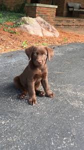 Stella became the mum of our very first litter of labradoodles shortly thereafter. Chocolate Lab Puppy Our Macy At 8 Weeks Old Chocolate Lab Puppies Cute Animals Puppies