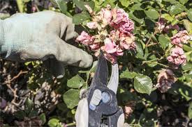 They basically belong to the alcea family, which encompasses 60 species. How To Deadhead Hollyhocks Garden Lovers Club