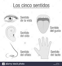 five senses chart with sensory organs eye ear tongue nose