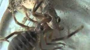 Camel spiders neither camels nor spiders. Camel Spider Iraq 2007 Youtube