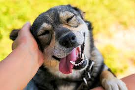 After hours animal clinic tampa, fl 33601. Exotic Animal Veterinarian Animal Care Unlimited Veterinary Hospital Columbus Oh