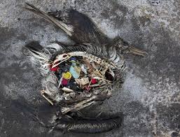 How The Plastics Industry Is Fighting To Keep Polluting The World Great Pacific Garbage Patch Plastic Industry Sea Birds