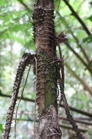 Image result for Calamus deerratus