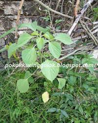This plant can be found anywhere in malaysia. Nursery Pokok Galak Kucing Pokok Kucing Galak