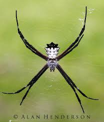 Minibeast Wildlife Rainforest Encounters Cost Rica Aranas Tall Plants Wildlife Pest Control