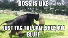 Pin By Nancee Short On Farm Life Farm Humor Ranching Humor Show Cattle