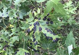 Maybe you would like to learn more about one of these? Unsightly Black Spots On Maple Trees Mostly Cosmetic The Blade