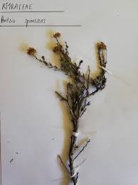 Image result for Pentzia