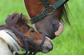 Als folge stehen immer mehr autos im oder gar unter wasser. Gut Zu Wissen Wann Ein Pferd Ein Pony Ist Wissen Schwarzwalder Bote