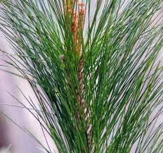 Image result for Pinus maximinoi