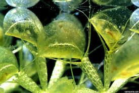 Image result for Aldrovanda vesiculosa