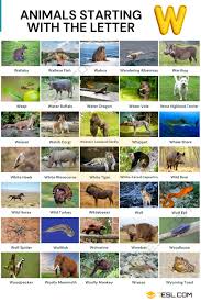 Animals That Start With W Interesting List Of 35 Animals Starting With W 7esl