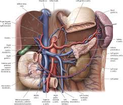 Pin By Adriana Carolina On Anatomy Arteries Anatomy Human Body Anatomy Body Anatomy