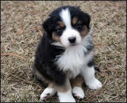 Puppies for sale xl merle tri puppies for sale all females: Australian Shepherd Puppies For Sale Kijiji 99degree