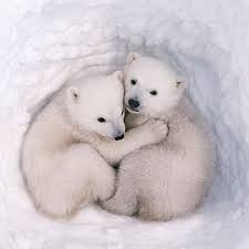 Image result for cute animals