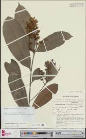 Image result for Rhabdophyllum
