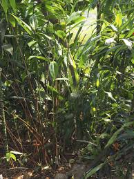 Image result for Costus dubius