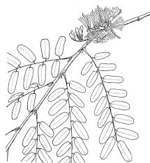 Image result for Cordyla africana