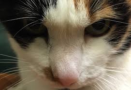 Their cuteness factor is undeniable. Calico Cat Facts