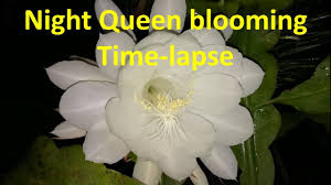 Walking is the primary means of viewing refunds/exchanges are not offered for night bloom ticket purchases due to the high volume of ticket sales. Night Queen Flower Blooming Amazing And Rare Time Lapse Video Youtube