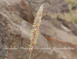 Image result for Elytrophorus spicatus