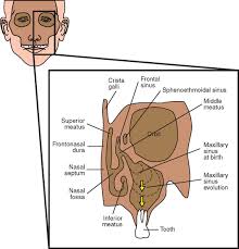 Image result for Maxillary Sinus